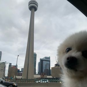 Meet your Posher, Tonino